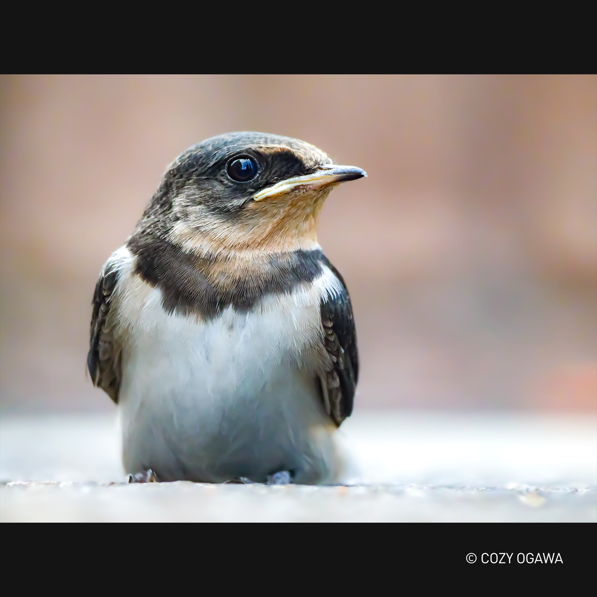 LUMIX G Series LEICA 100-400mm F4.0-6.3 Lens