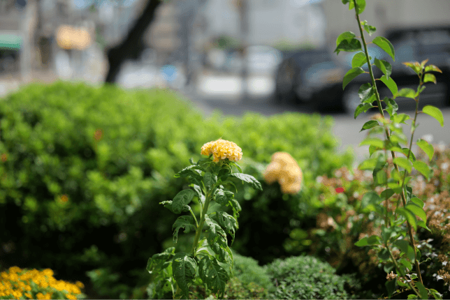 LUMIX S Series Lens Stories - Chapter 1: S PRO 50mm F1.4 (Sharp, natural, and true to life)