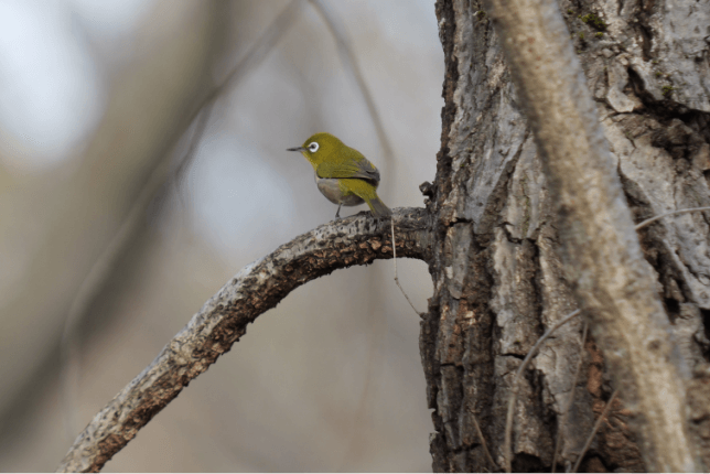 LUMIX S Series Lens Stories – Chapter 3: S PRO 70-200mm F2.8 O.I.S. (Reach Further, Stay Steady)